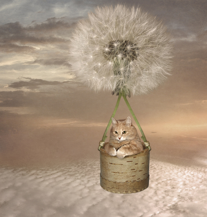 Фото Кот на воздушном шаре из цветка одуванчика