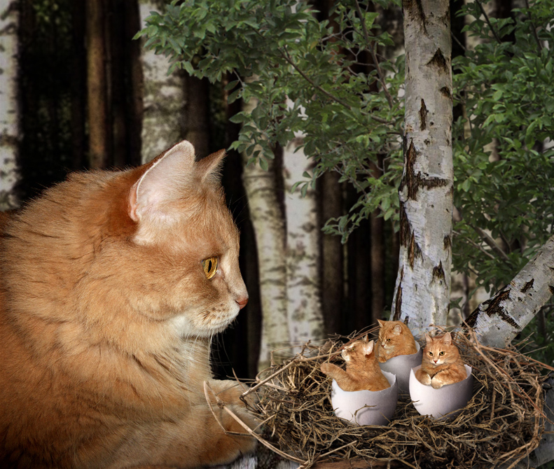 Фото Кот удивленно смотрит на котят, вылупившихся из яиц в гнезде