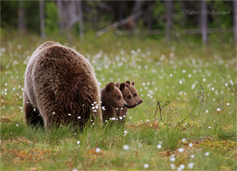 Фото Медведица и медвежата, фотограф Valtteri Mulkahainen