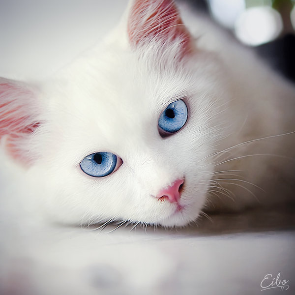 Фото Белый кот с голубыми глазами