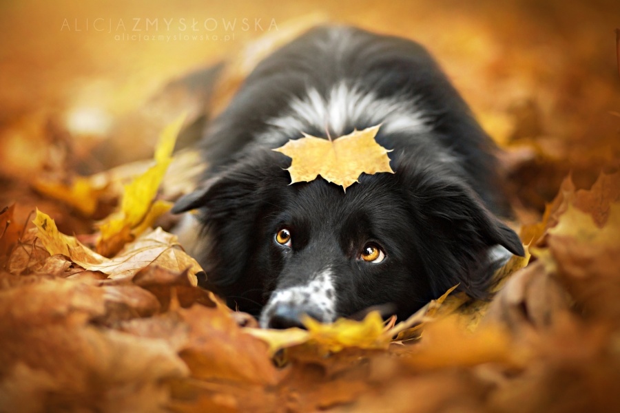 Фото Грустная собака с желтым листиком на голове лежит на осенней листве