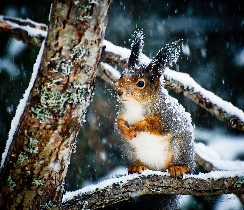 Фото Милая белочка сидит на ветке, идет снег