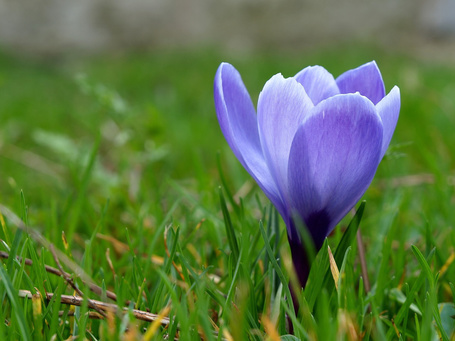 Photo Lone Crocus growing in the green grass (© Lo), добавлено: 02.11.2014 12:39
