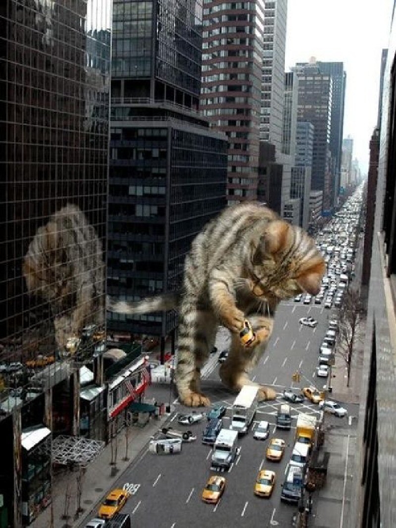 Фото Гигантский кот играет с машинами на улице города