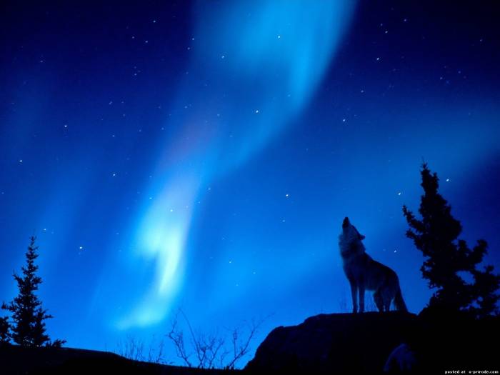 Фото Волк воет на луну ночью