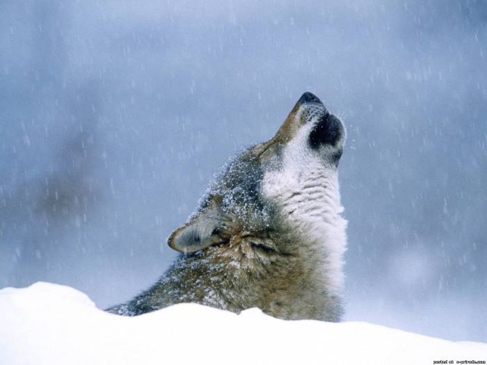 Фото Волк в снежной пустыне обращает свой голос небу