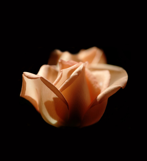 Фото Персиковая роза на черном фоне