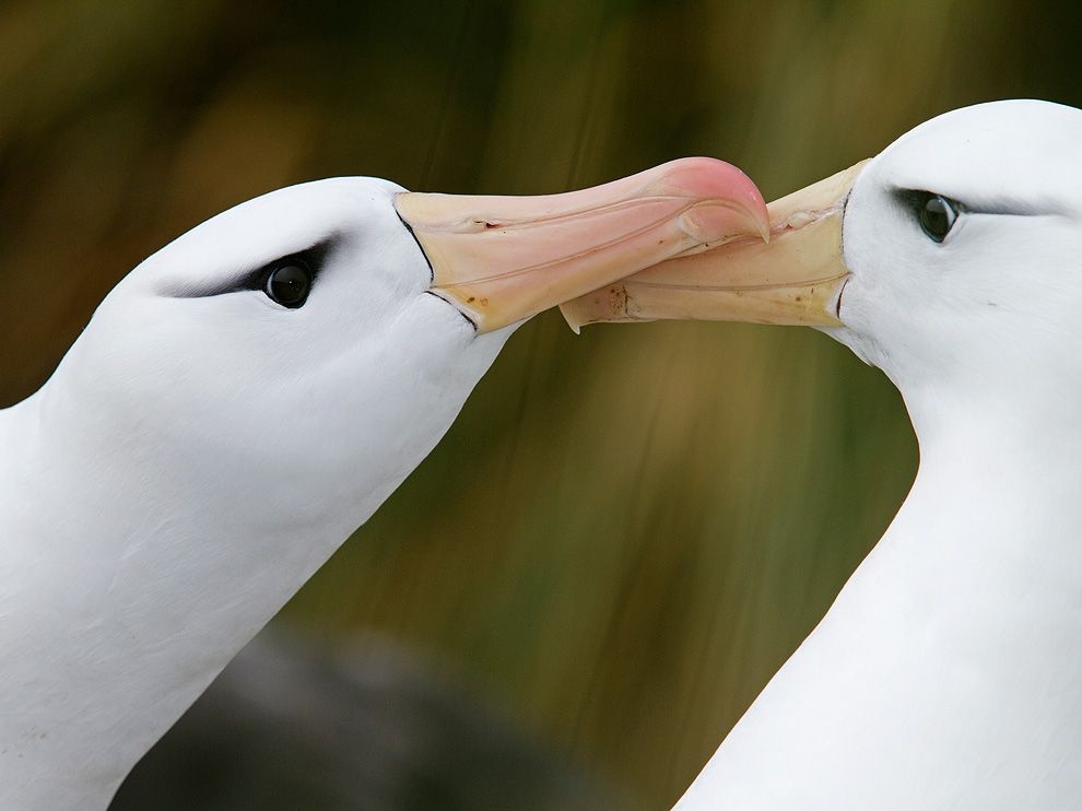 Фото Чернобровые альбатросы с Оклендских островов в брачный период