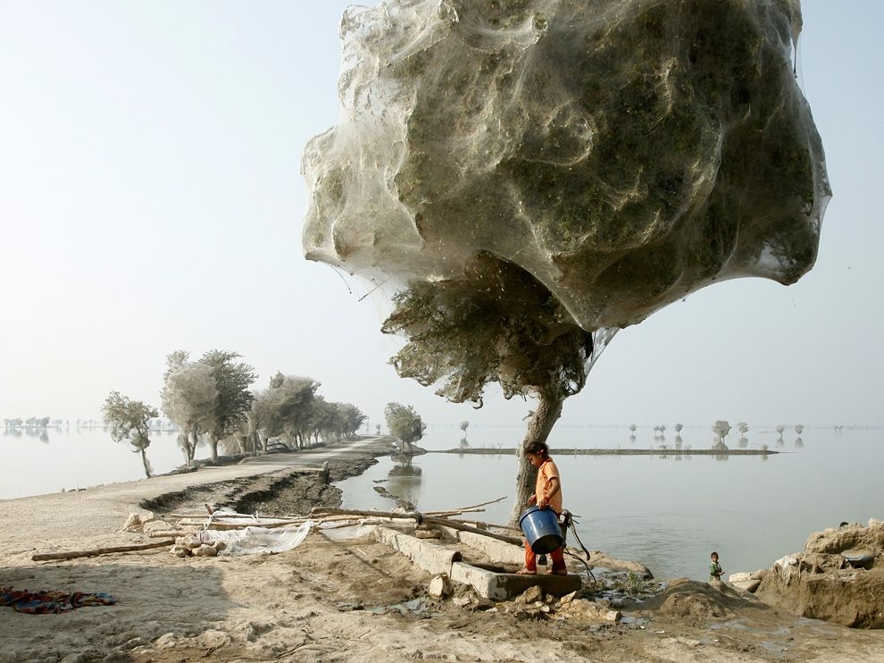 Фото Девочка с синим ведром идет рядом с деревом, покрытым паутиной в Пакистане
