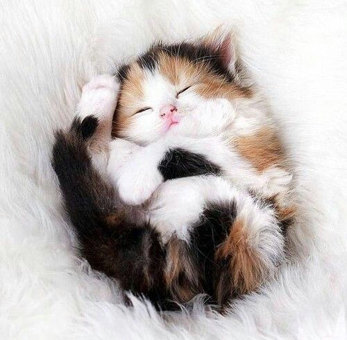Фото Спящий маленький котенок