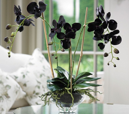 Черная Орхидея – цветок с таинственной историей