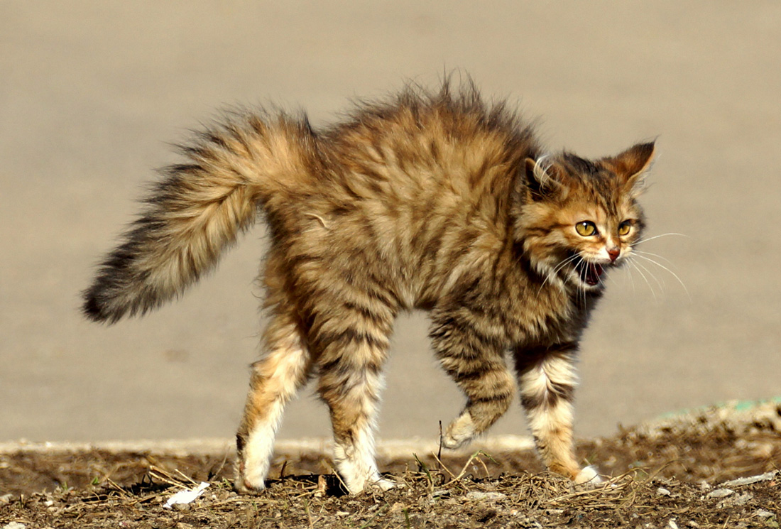 Фото Агрессивный кот со вздыбленной шерсткой и распушенным хвостом