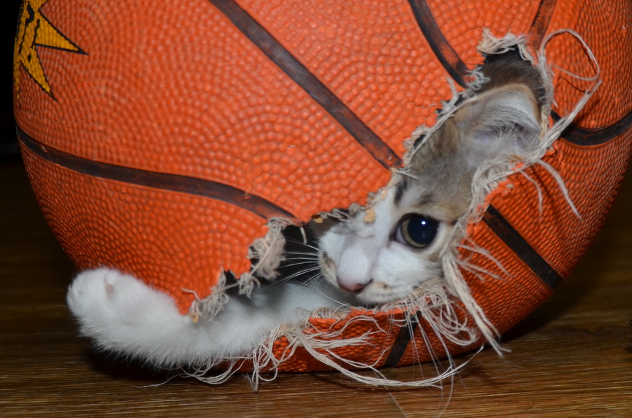 Фото Котенок выглядывает из порванного баскетбольного мяча