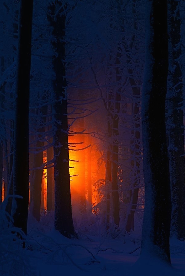 Зарево в зимнем лесу