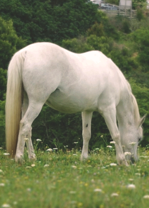 Фото Белая лошадь пасется в поле