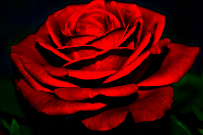 Цветы фото розы на черном фоне