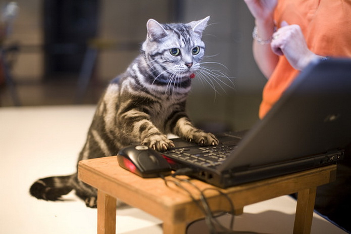 Фото Кошка стоит на задних лапах перед монитором ноутбука, рядом стоит человек