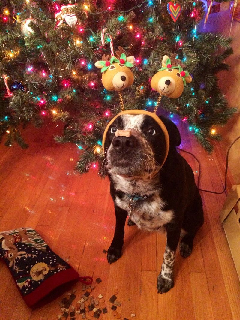 Фото Собака нашла свой Новогодний подарок