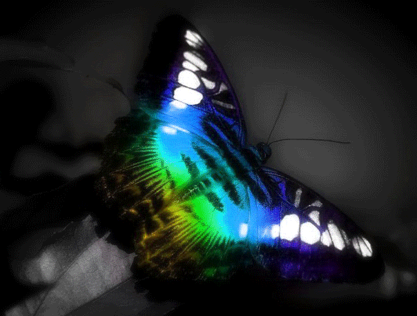 Фото Яркая бабочка меняющая оттенки