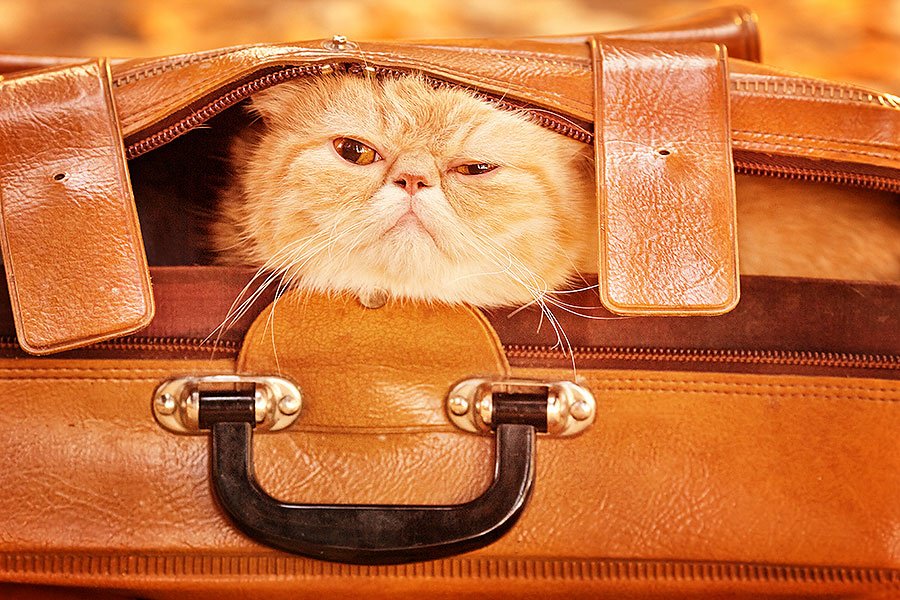 Кот в чемодане 