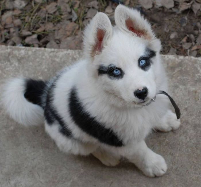 Фото Щенок собаки хаски с голубыми глазами и в ошейнике