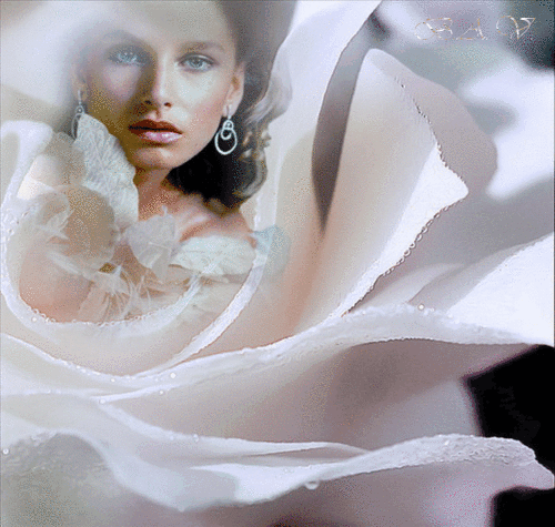 Фото Девушка, брюнетка, с серьгами в ушах, на фоне белой розы со сверкающими капельками росы