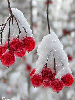 Фото Красные ягоды покрытые снегом, автор Slaba
