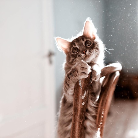 Фото Маленький котенок грустно смотрит вверх, держась за спинку стула, ву Max Shirkov