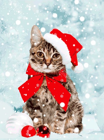 Коты Зима Новый Год