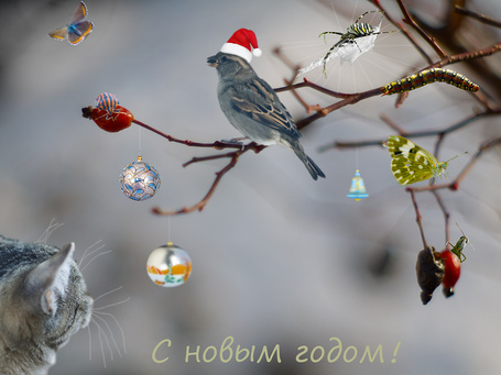 Фото Кот смотрит на птичку в шапке, сидящую на украшенной игрушками ветке (С Новым годом!)