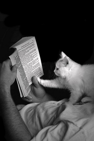 Картинка кошка читает книгу