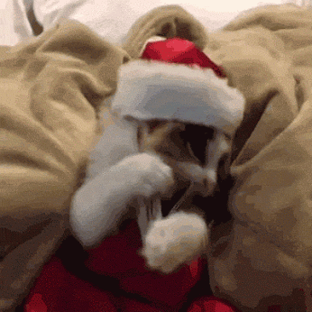 Фото Кот в костюме Деда Мороза читает сказки