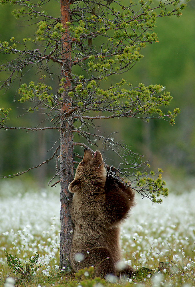 Медведь сидит фото