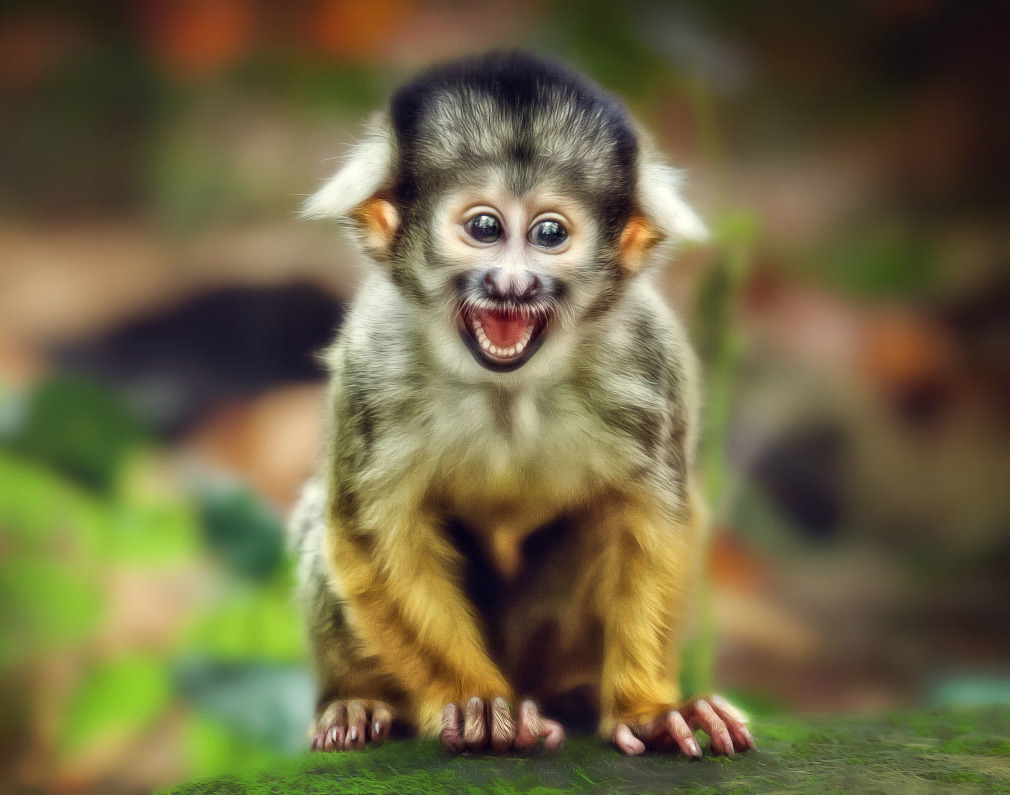 Фото улыбающиеся обезьяны
