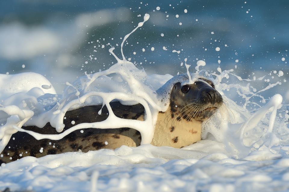 Фото Работа Bubble Bath / жемчужная ванна, морской котик в воде, ву Elmar Weiss