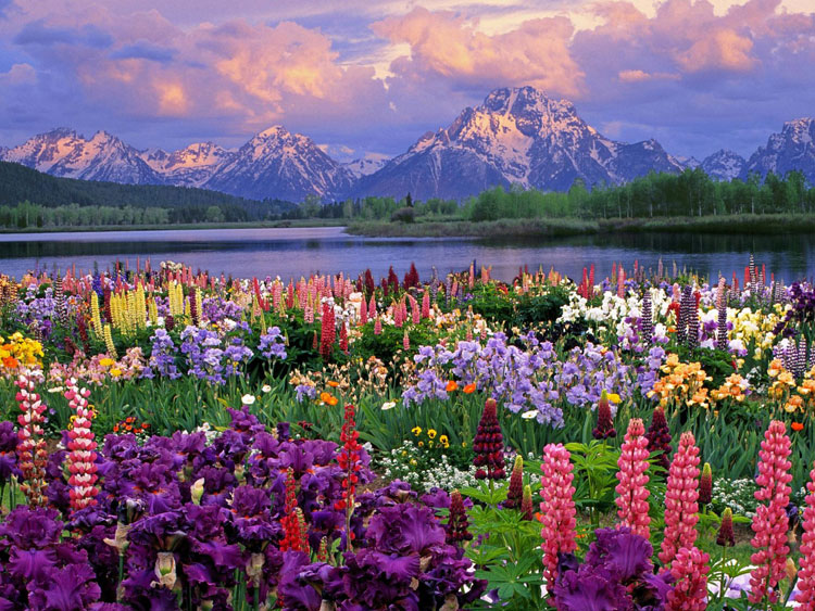 Фото Поляна цветов возле горного озера