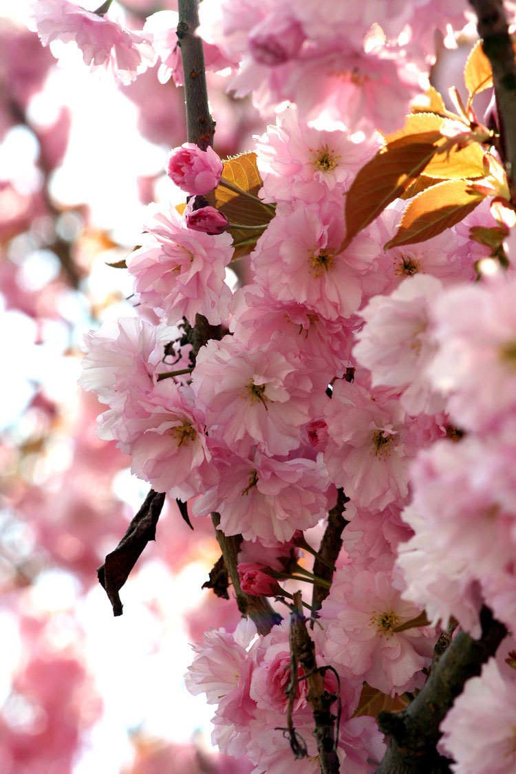 Дерево с розовыми цветами в крыму название фото
