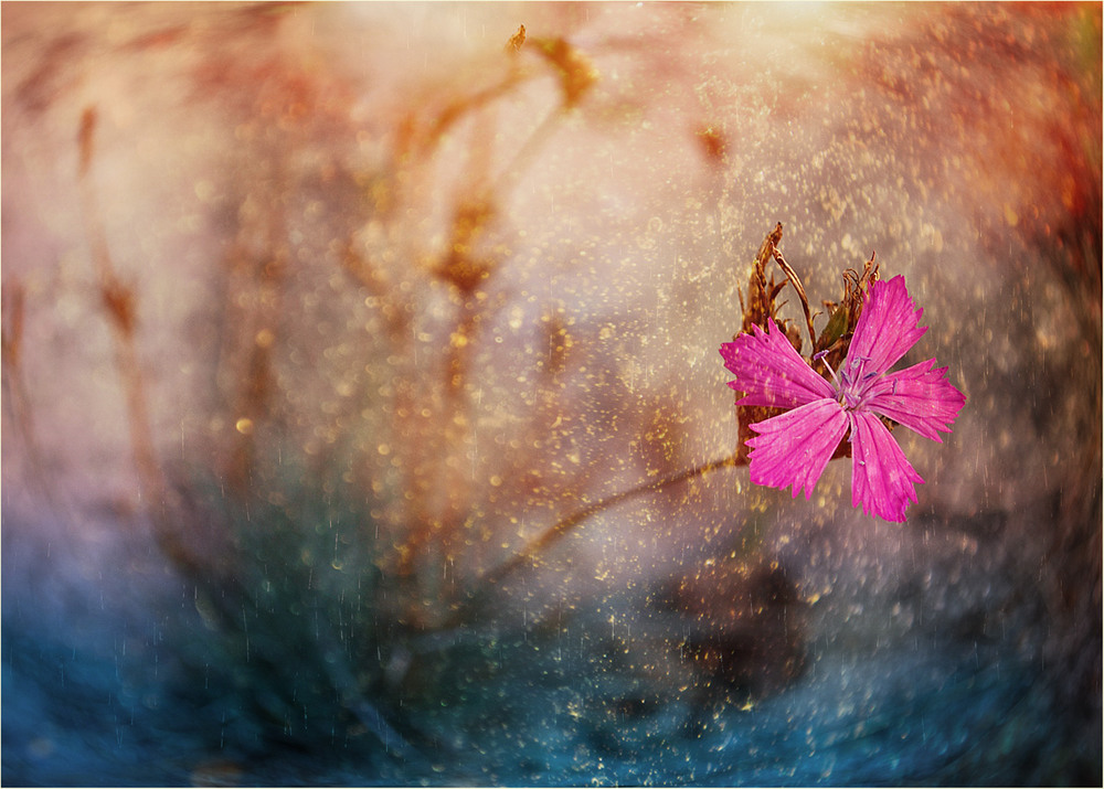 Фото Розовый цветок, работа прорастая в мир Счастья, фотограф HELLEN
