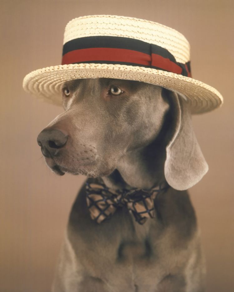 Фото Собака в шляпе и с бантиком