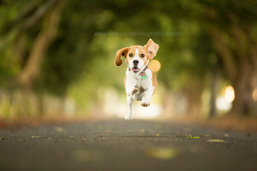 Фото Счастливый пес бежит по дороге