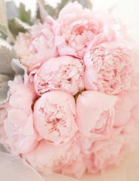 Фото Нежных Розовых Цветов