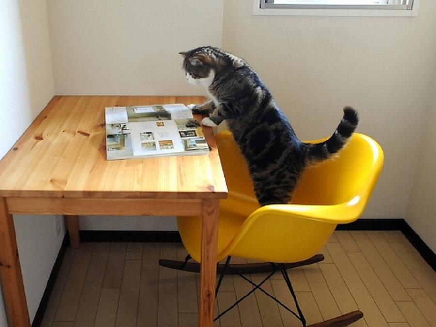 Кашеобразный стул у котенка