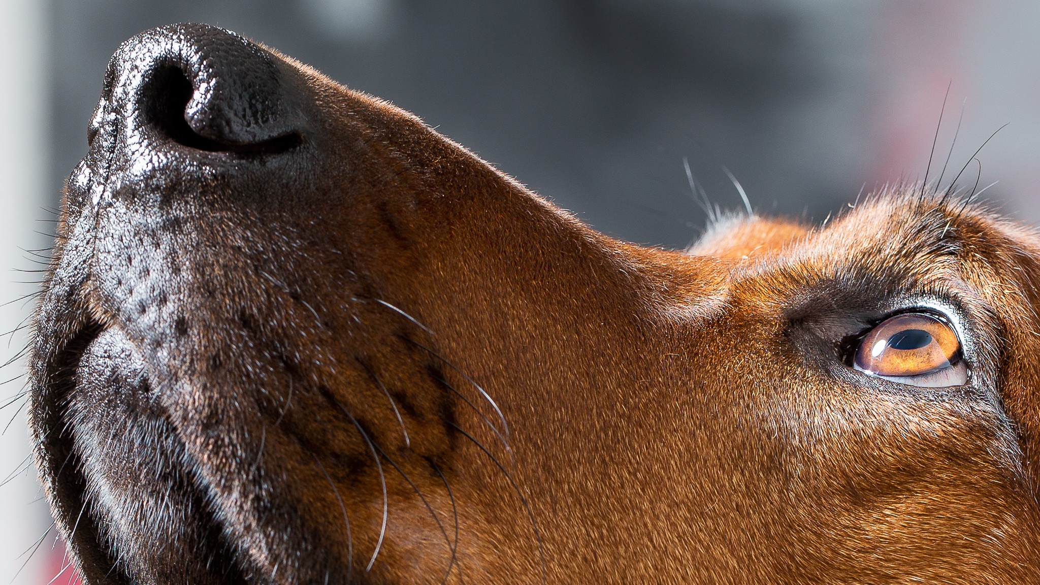 Нос собаки в профиль