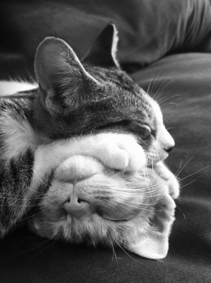 Фото Два спящих котенка