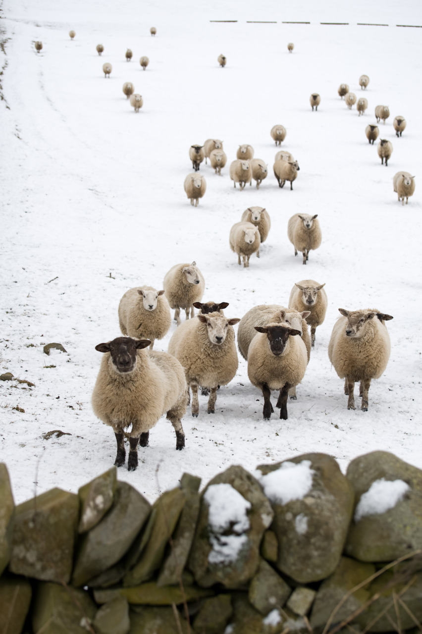 Снежный баран Горный козел или овца - стоковый клипарт