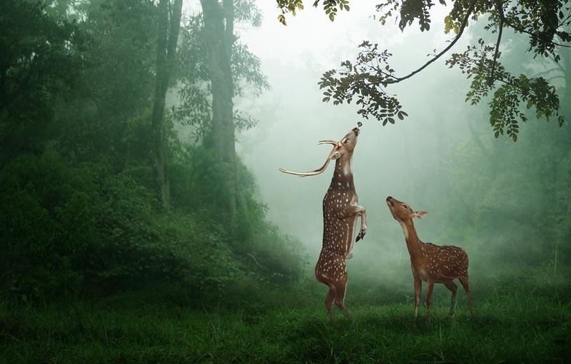 Фото Два пятнистых оленя в лесу