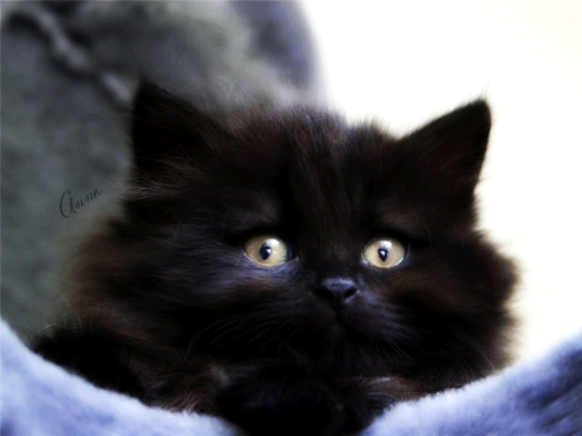 Фото Черный кот, лежит моргает