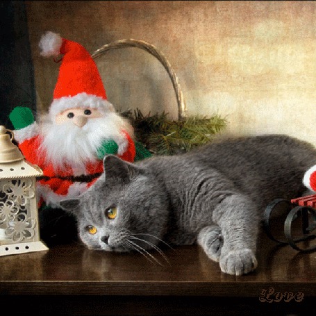 Фото Девушка и игрушки рядом с ней