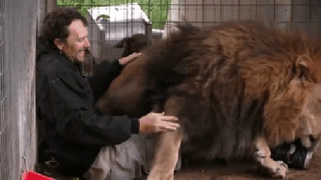 Фото Мужчина играет со львом, а таксы, не понимая этого, бросаются ему на помощь
