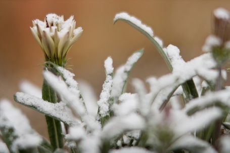 Desert Snow С†РІРµС‚РѕРє